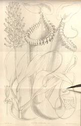 Nepenthes edwardsiana, a Transactions of the Linnean Society of London, köt. 22